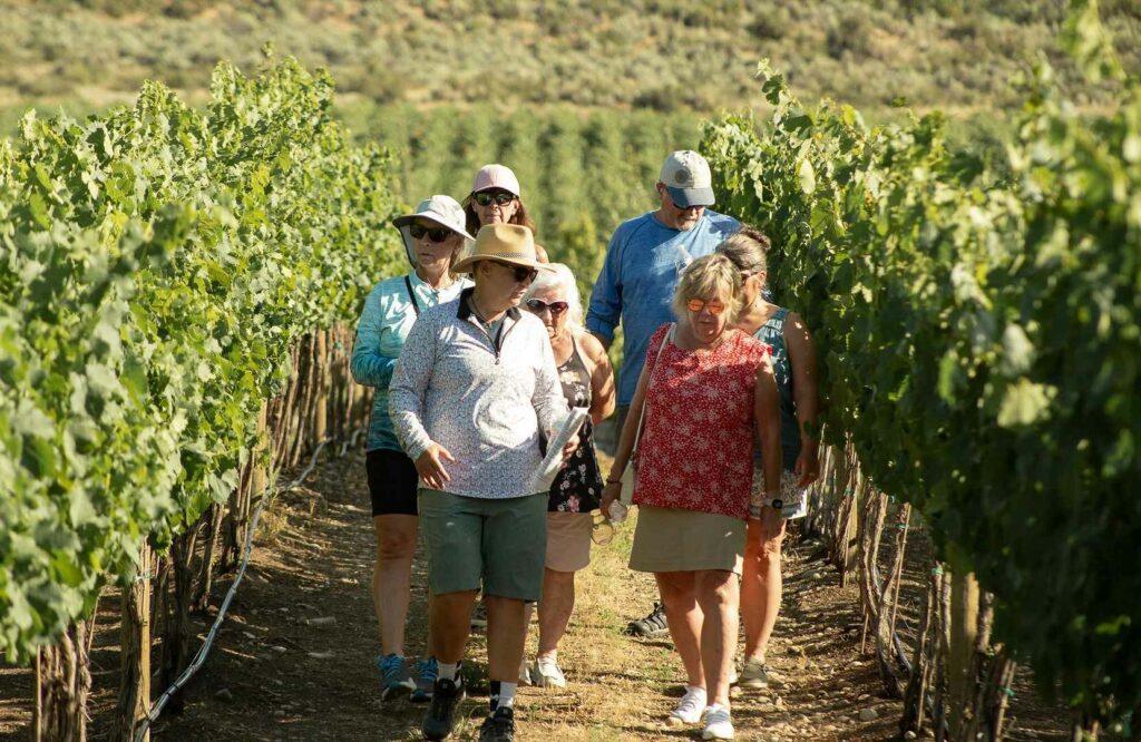 A group of people walk through a vineyard, surrounded by rows of grapevines on a sunny day.